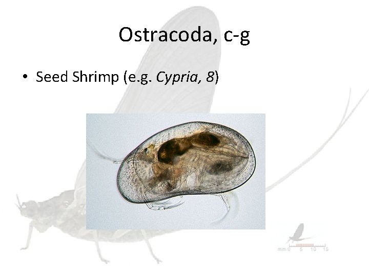 Ostracoda, c-g • Seed Shrimp (e. g. Cypria, 8) 