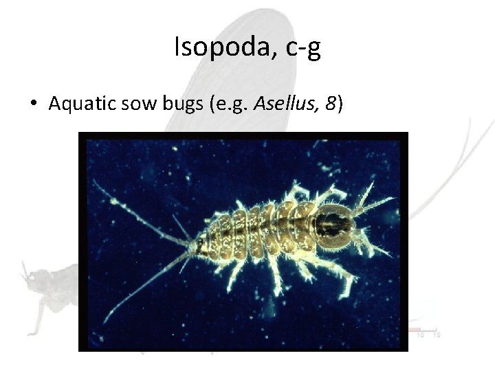 Isopoda, c-g • Aquatic sow bugs (e. g. Asellus, 8) 