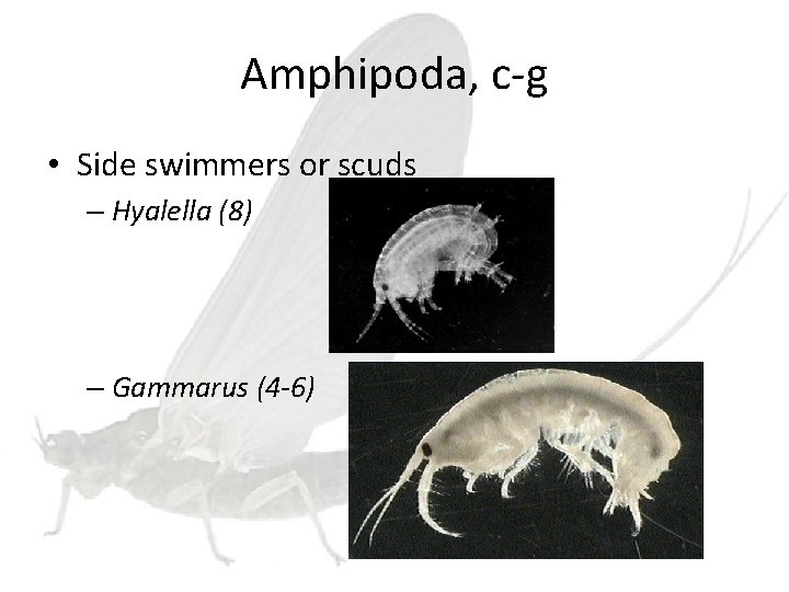 Amphipoda, c-g • Side swimmers or scuds – Hyalella (8) – Gammarus (4 -6)