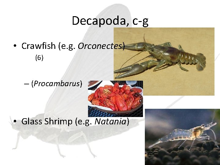 Decapoda, c-g • Crawfish (e. g. Orconectes) (6) – (Procambarus) • Glass Shrimp (e.