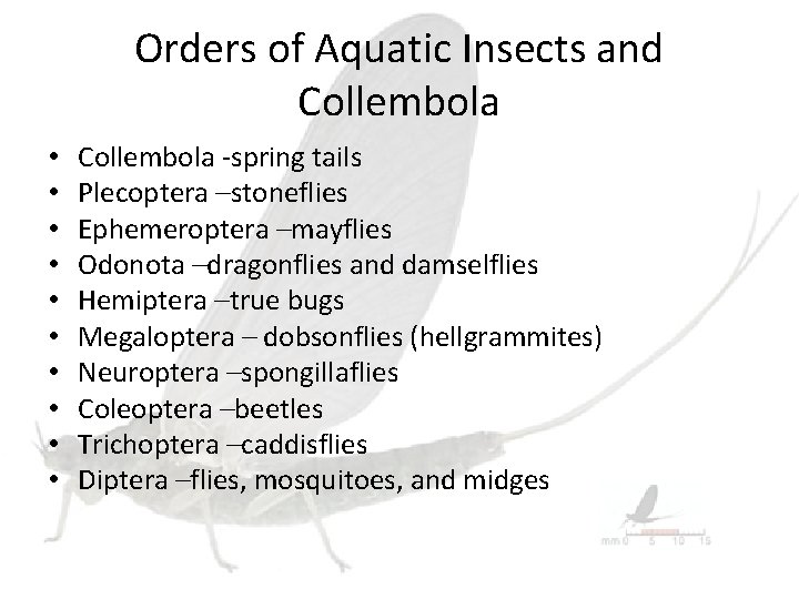 Orders of Aquatic Insects and Collembola • • • Collembola -spring tails Plecoptera –stoneflies