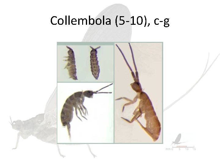 Collembola (5 -10), c-g 