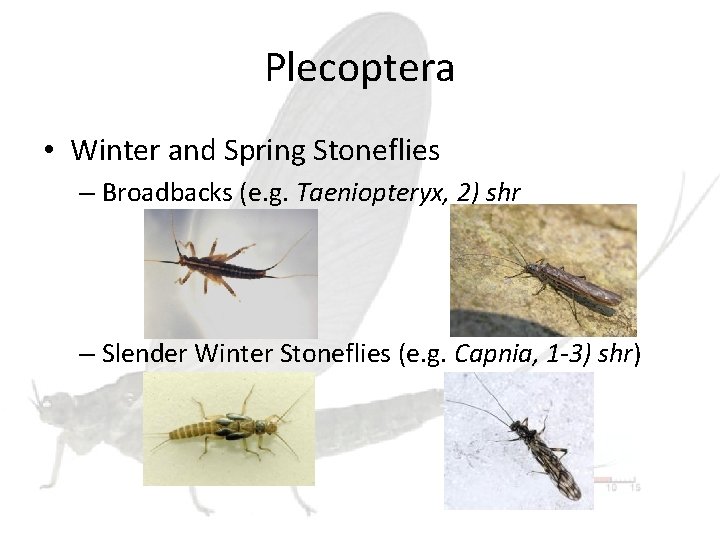 Plecoptera • Winter and Spring Stoneflies – Broadbacks (e. g. Taeniopteryx, 2) shr –