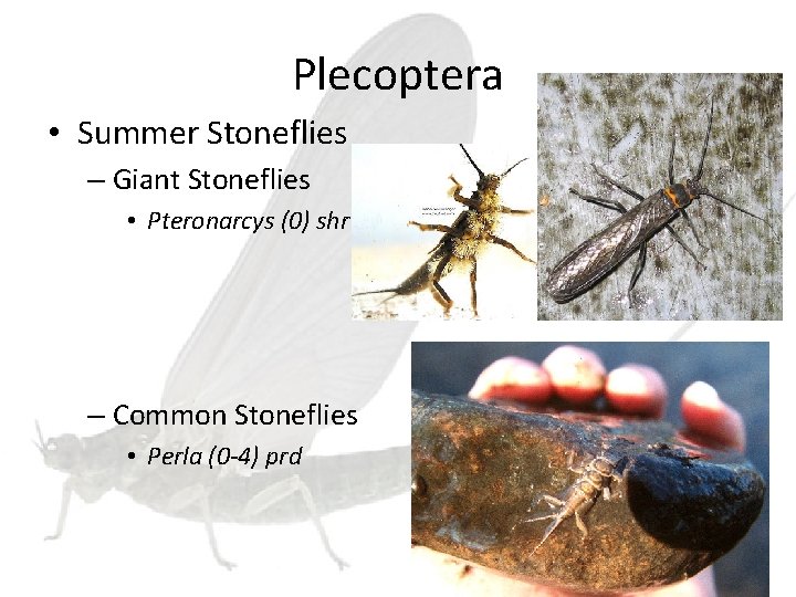 Plecoptera • Summer Stoneflies – Giant Stoneflies • Pteronarcys (0) shr – Common Stoneflies