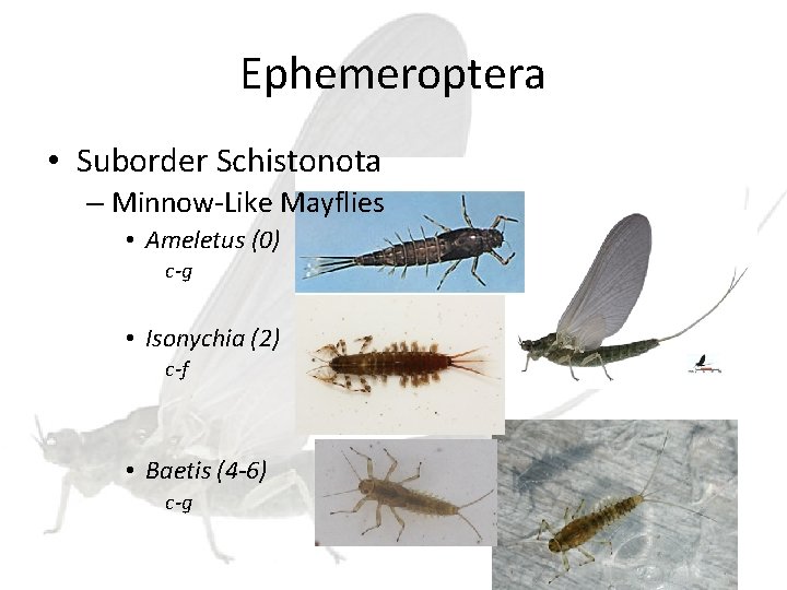 Ephemeroptera • Suborder Schistonota – Minnow-Like Mayflies • Ameletus (0) c-g • Isonychia (2)