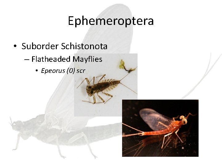 Ephemeroptera • Suborder Schistonota – Flatheaded Mayflies • Epeorus (0) scr 