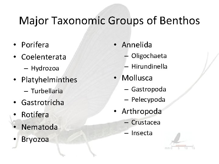 Major Taxonomic Groups of Benthos • Porifera • Coelenterata – Hydrozoa • Platyhelminthes –