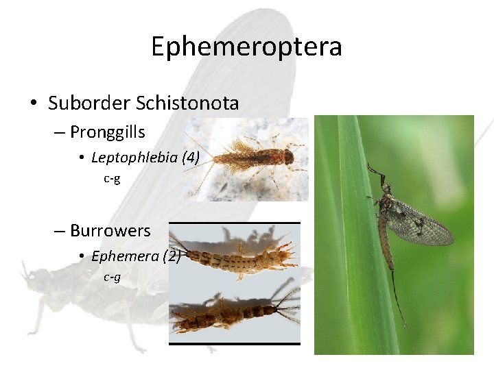 Ephemeroptera • Suborder Schistonota – Pronggills • Leptophlebia (4) c-g – Burrowers • Ephemera