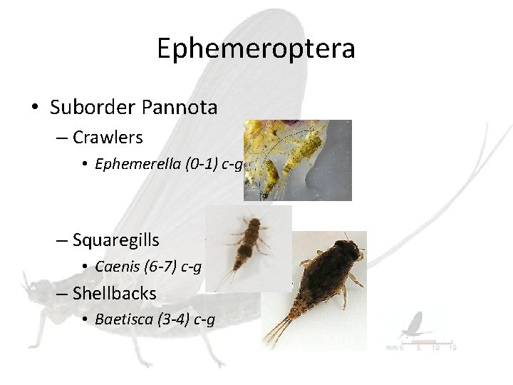 Ephemeroptera • Suborder Pannota – Crawlers • Ephemerella (0 -1) c-g – Squaregills •