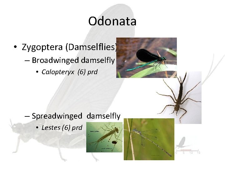 Odonata • Zygoptera (Damselflies) – Broadwinged damselfly • Calopteryx (6) prd – Spreadwinged damselfly