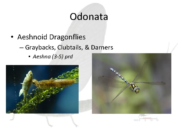 Odonata • Aeshnoid Dragonflies – Graybacks, Clubtails, & Darners • Aeshna (3 -5) prd