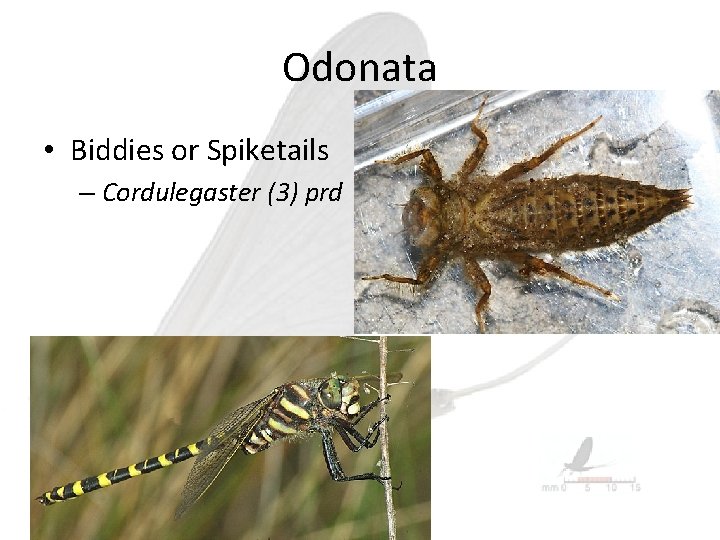 Odonata • Biddies or Spiketails – Cordulegaster (3) prd 