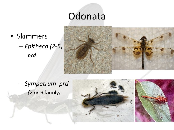 Odonata • Skimmers – Epitheca (2 -5) prd – Sympetrum prd (2 or 9