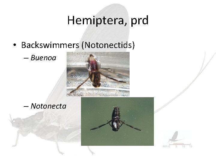 Hemiptera, prd • Backswimmers (Notonectids) – Buenoa – Notonecta 