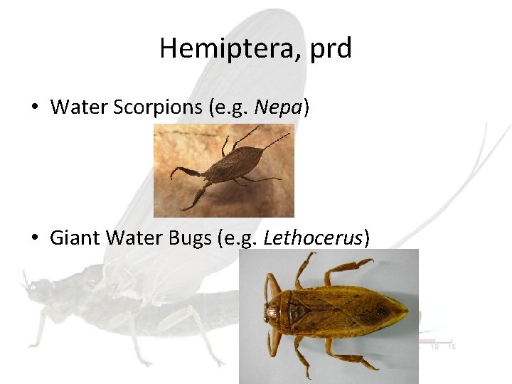 Hemiptera, prd • Water Scorpions (e. g. Nepa) • Giant Water Bugs (e. g.