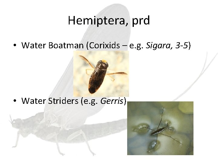 Hemiptera, prd • Water Boatman (Corixids – e. g. Sigara, 3 -5) • Water