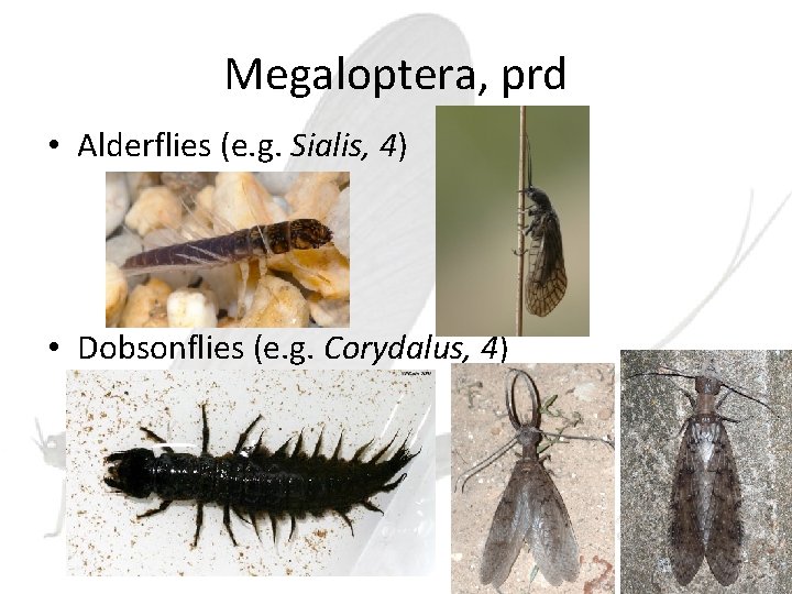 Megaloptera, prd • Alderflies (e. g. Sialis, 4) • Dobsonflies (e. g. Corydalus, 4)