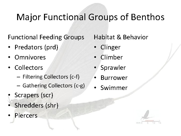 Major Functional Groups of Benthos Functional Feeding Groups • Predators (prd) • Omnivores •