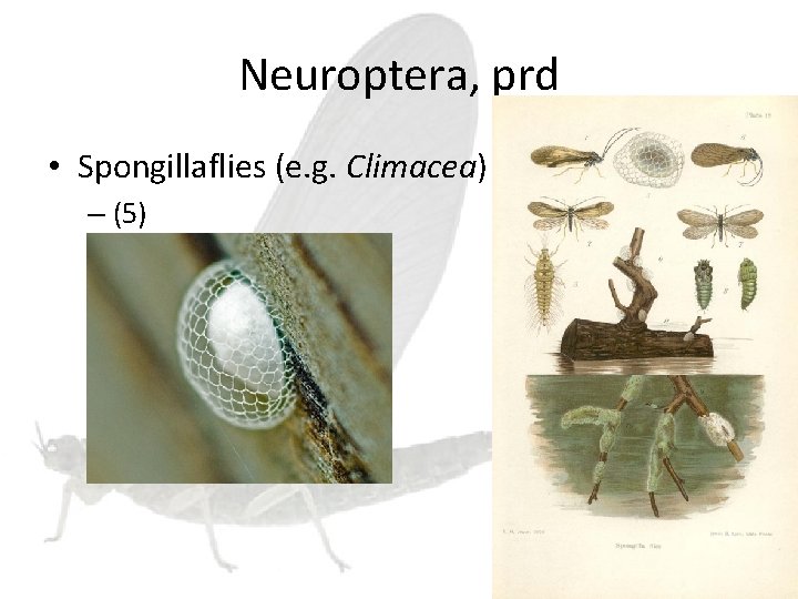 Neuroptera, prd • Spongillaflies (e. g. Climacea) – (5) 