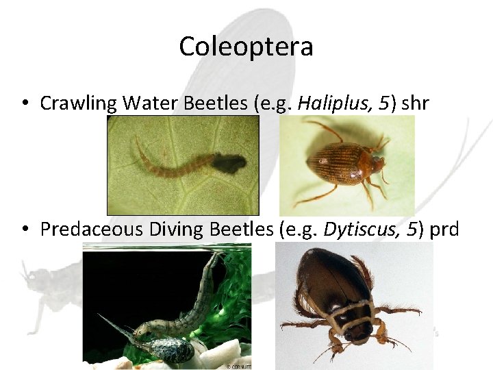 Coleoptera • Crawling Water Beetles (e. g. Haliplus, 5) shr • Predaceous Diving Beetles