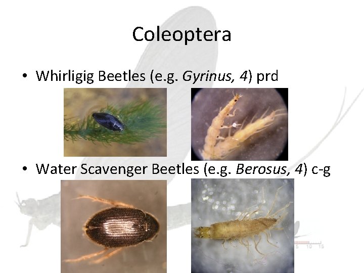 Coleoptera • Whirligig Beetles (e. g. Gyrinus, 4) prd • Water Scavenger Beetles (e.