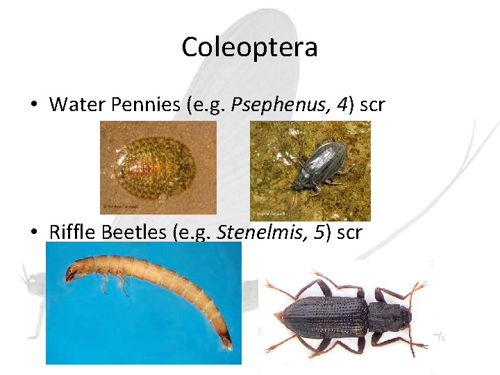 Coleoptera • Water Pennies (e. g. Psephenus, 4) scr • Riffle Beetles (e. g.