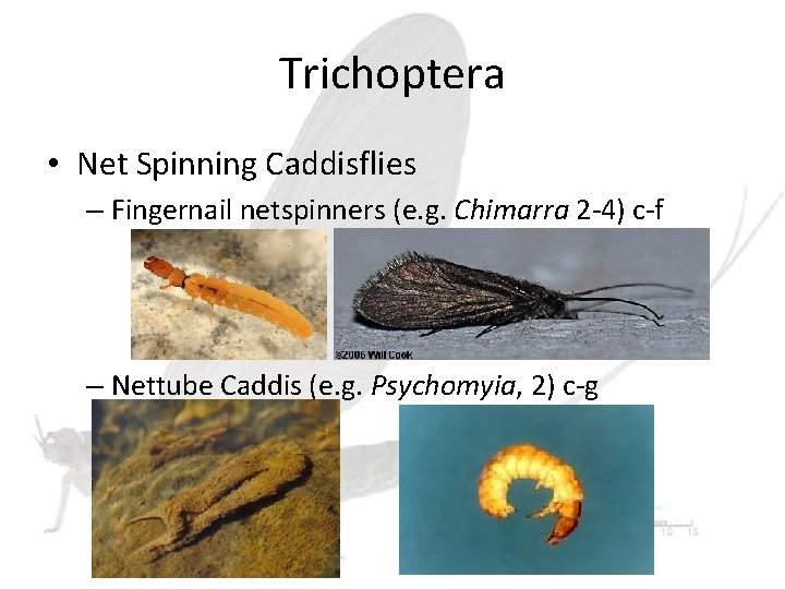 Trichoptera • Net Spinning Caddisflies – Fingernail netspinners (e. g. Chimarra 2 -4) c-f