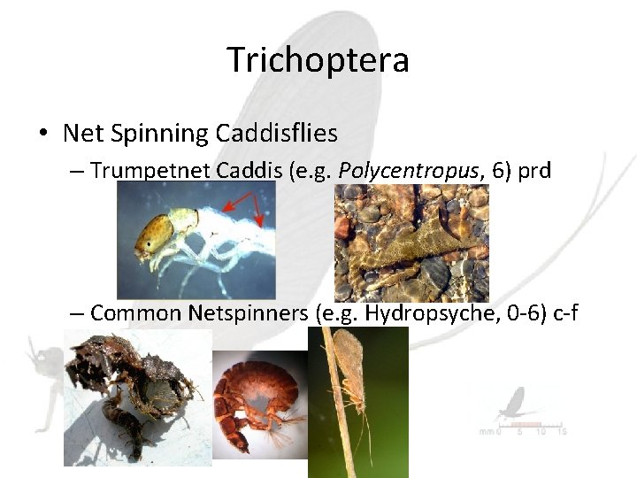 Trichoptera • Net Spinning Caddisflies – Trumpetnet Caddis (e. g. Polycentropus, 6) prd –