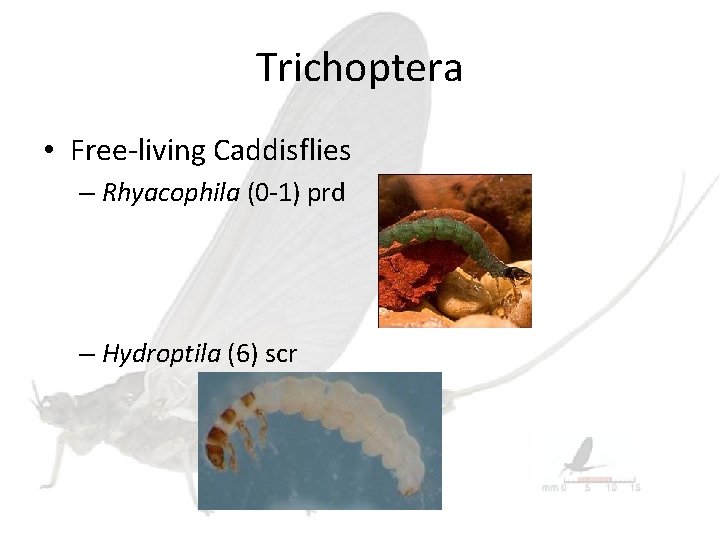 Trichoptera • Free-living Caddisflies – Rhyacophila (0 -1) prd – Hydroptila (6) scr 