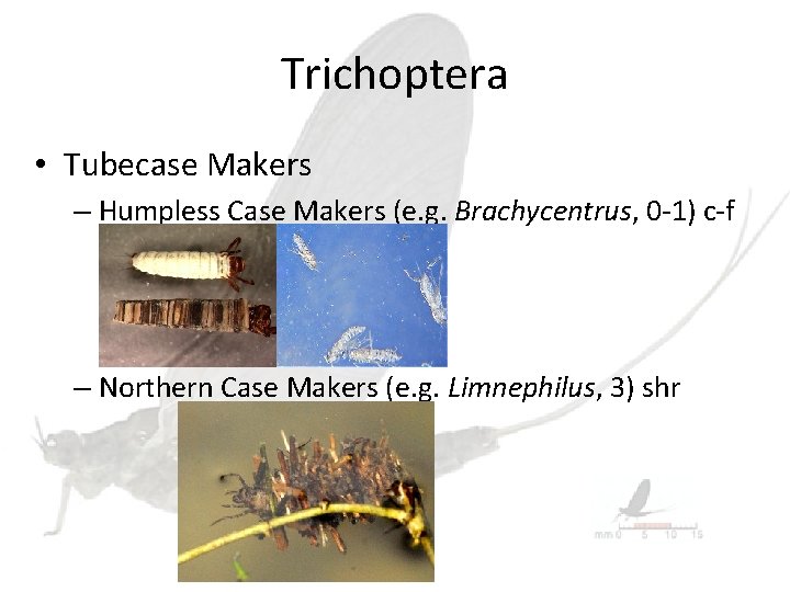 Trichoptera • Tubecase Makers – Humpless Case Makers (e. g. Brachycentrus, 0 -1) c-f