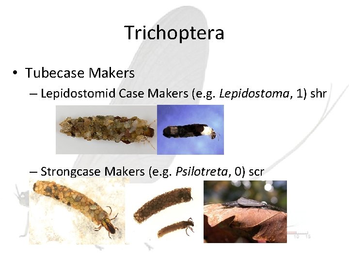 Trichoptera • Tubecase Makers – Lepidostomid Case Makers (e. g. Lepidostoma, 1) shr –