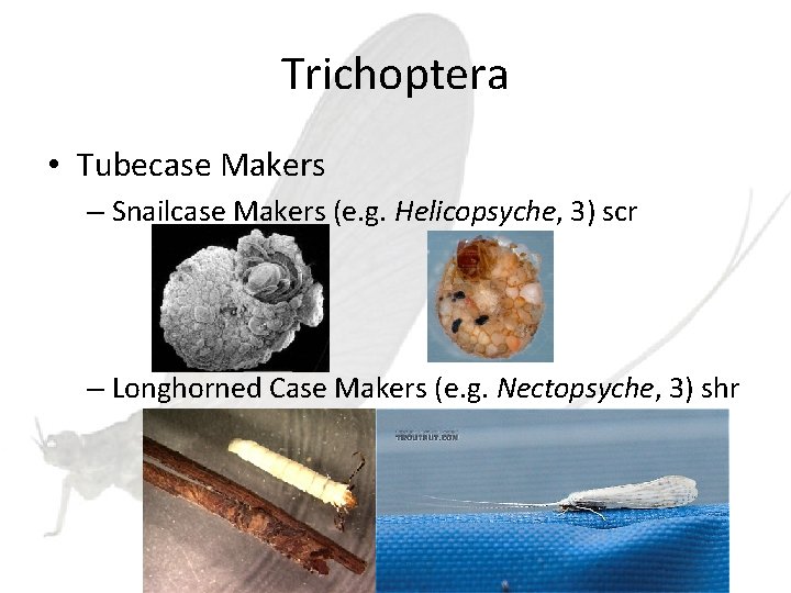 Trichoptera • Tubecase Makers – Snailcase Makers (e. g. Helicopsyche, 3) scr – Longhorned