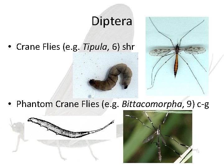 Diptera • Crane Flies (e. g. Tipula, 6) shr • Phantom Crane Flies (e.