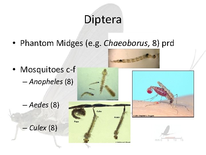 Diptera • Phantom Midges (e. g. Chaeoborus, 8) prd • Mosquitoes c-f – Anopheles