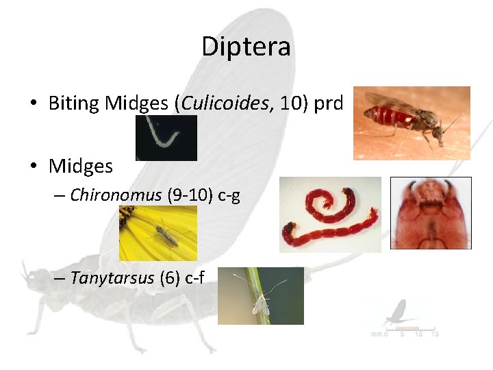 Diptera • Biting Midges (Culicoides, 10) prd • Midges – Chironomus (9 -10) c-g