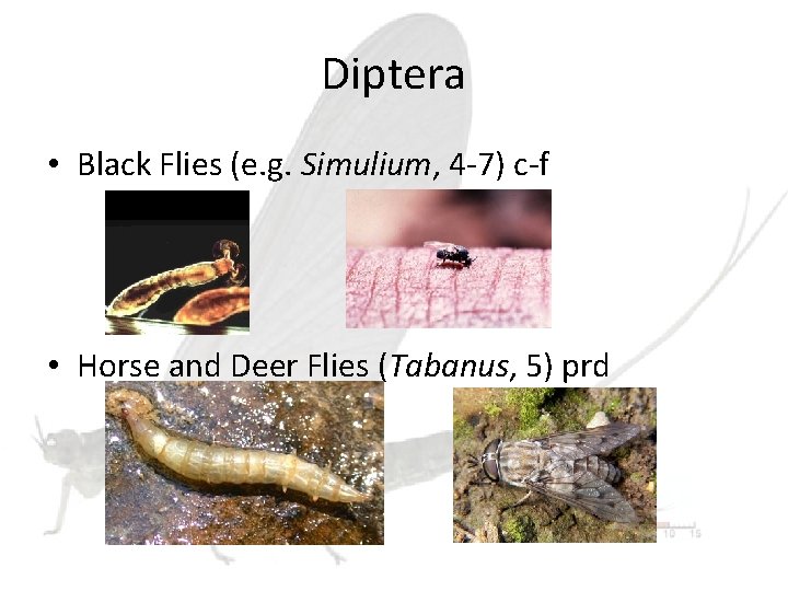 Diptera • Black Flies (e. g. Simulium, 4 -7) c-f • Horse and Deer