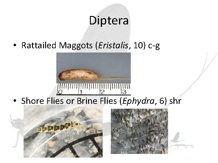 Diptera • Rattailed Maggots (Eristalis, 10) c-g • Shore Flies or Brine Flies (Ephydra,