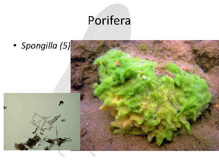 Porifera • Spongilla (5) 