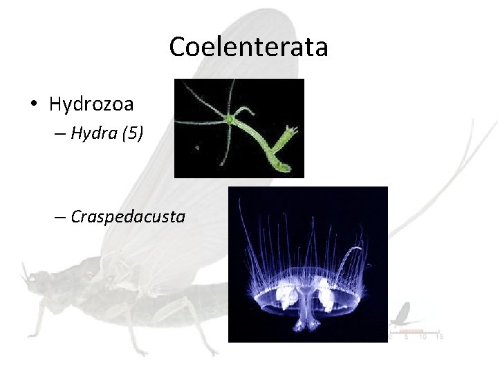 Coelenterata • Hydrozoa – Hydra (5) – Craspedacusta 