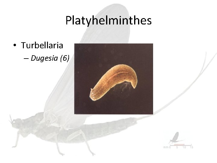 Platyhelminthes • Turbellaria – Dugesia (6) 