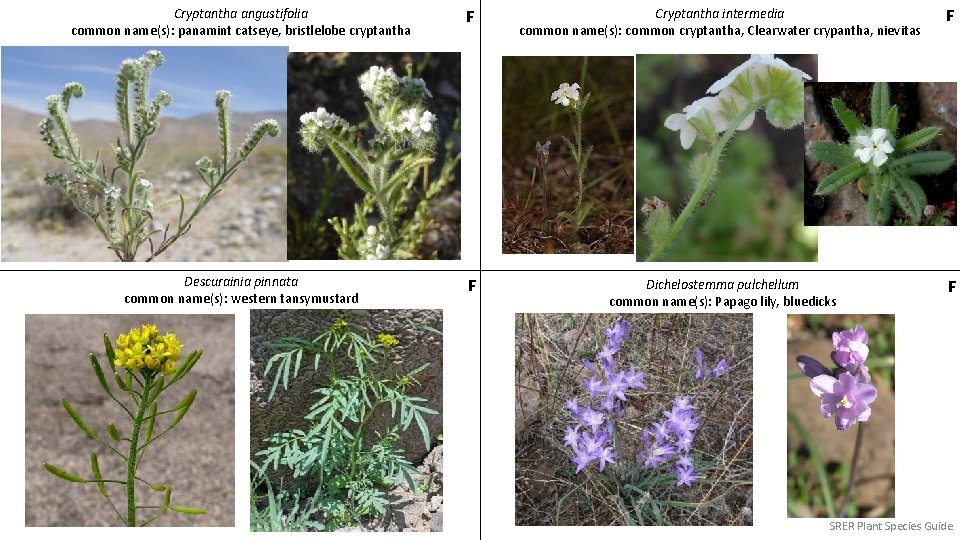 Cryptantha angustifolia common name(s): panamint catseye, bristlelobe cryptantha F Cryptantha intermedia common name(s): common