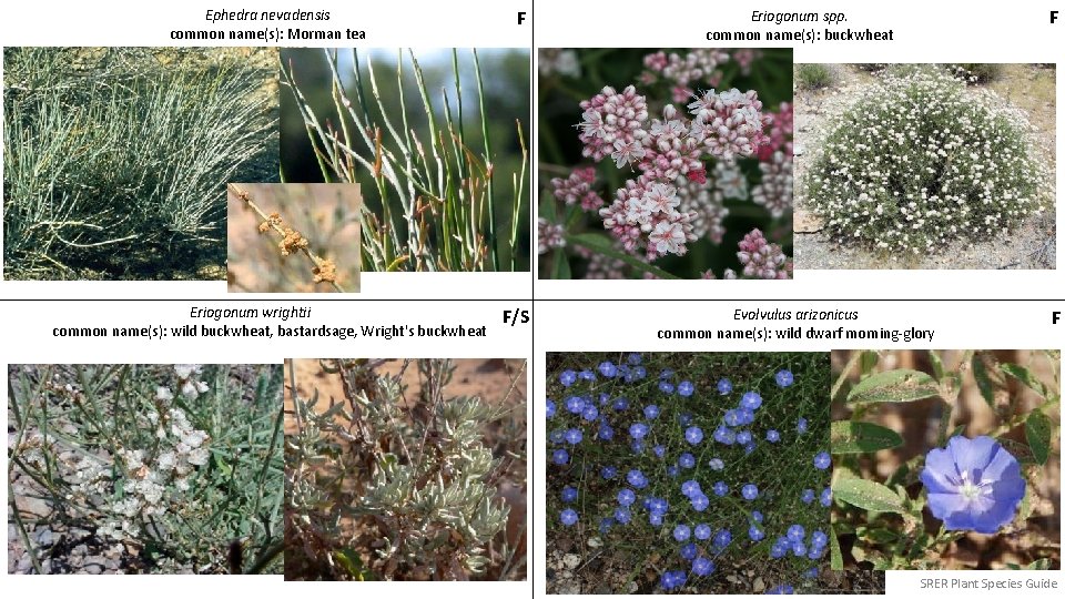 Ephedra nevadensis common name(s): Morman tea Eriogonum wrightii common name(s): wild buckwheat, bastardsage, Wright's