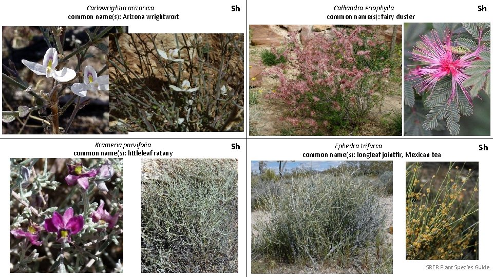 Carlowrightia arizonica common name(s): Arizona wrightwort Sh Calliandra eriophylla common name(s): fairy duster Sh