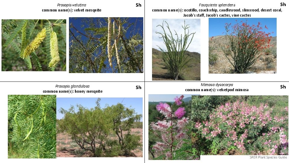 Prosopis velutina common name(s): velvet mesquite Sh Prosopis glandulosa common name(s): honey mesquite Sh