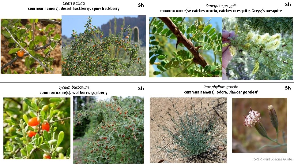 Celtis pallida common name(s): desert hackberry, spiny hackberry Sh Senegalia greggii common name(s): catclaw