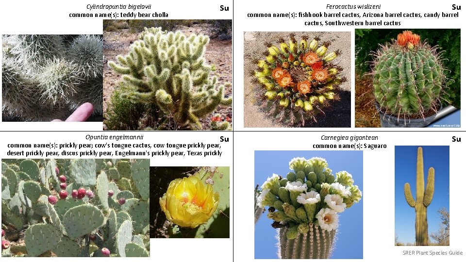 Cylindropuntia bigelovii common name(s): teddy bear cholla Su Opuntia engelmannii Su common name(s): prickly