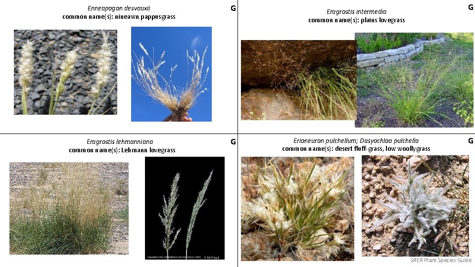 Enneapogon desvauxii common name(s): nineawn pappusgrass G Eragrostis lehmanniana common name(s): Lehmann lovegrass G
