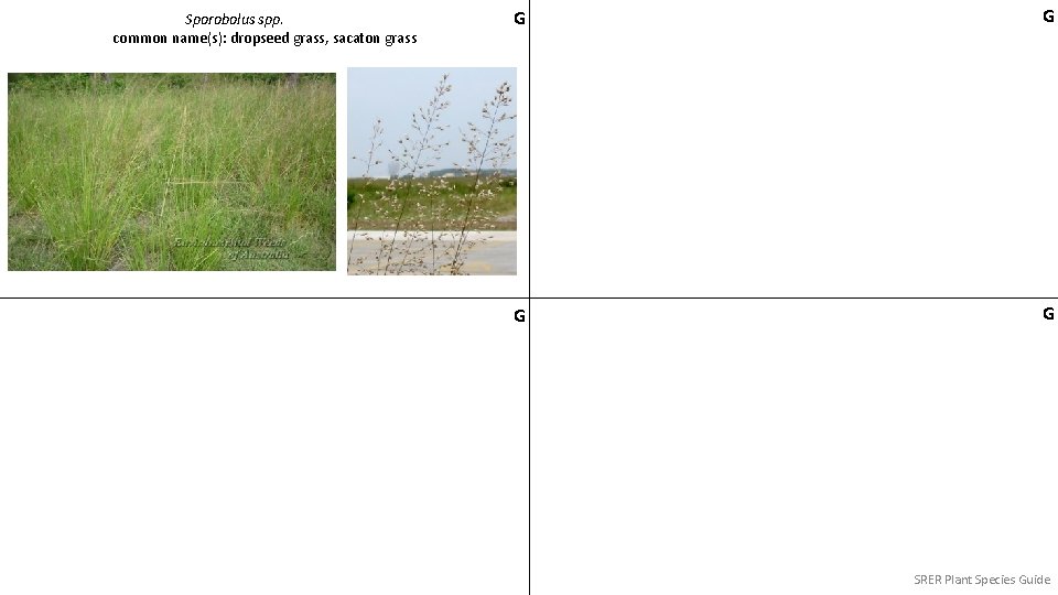 Sporobolus spp. common name(s): dropseed grass, sacaton grass G G SRER Plant Species Guide