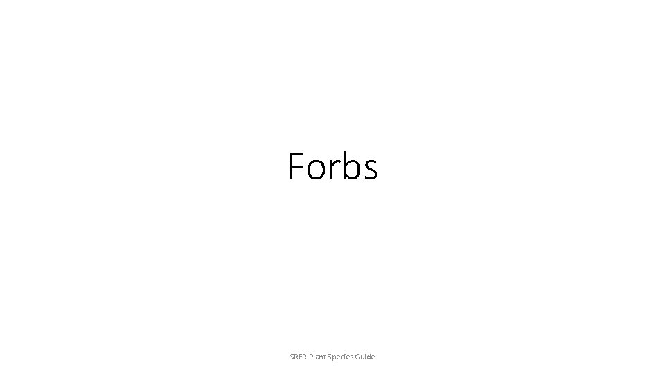 Forbs SRER Plant Species Guide 