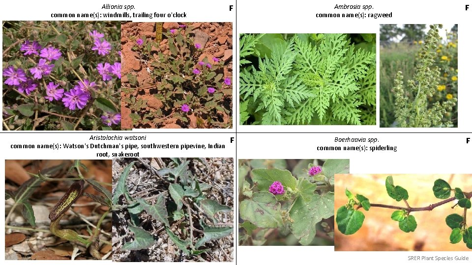 Allionia spp. common name(s): windmills, trailing four o'clock F Ambrosia spp. common name(s): ragweed